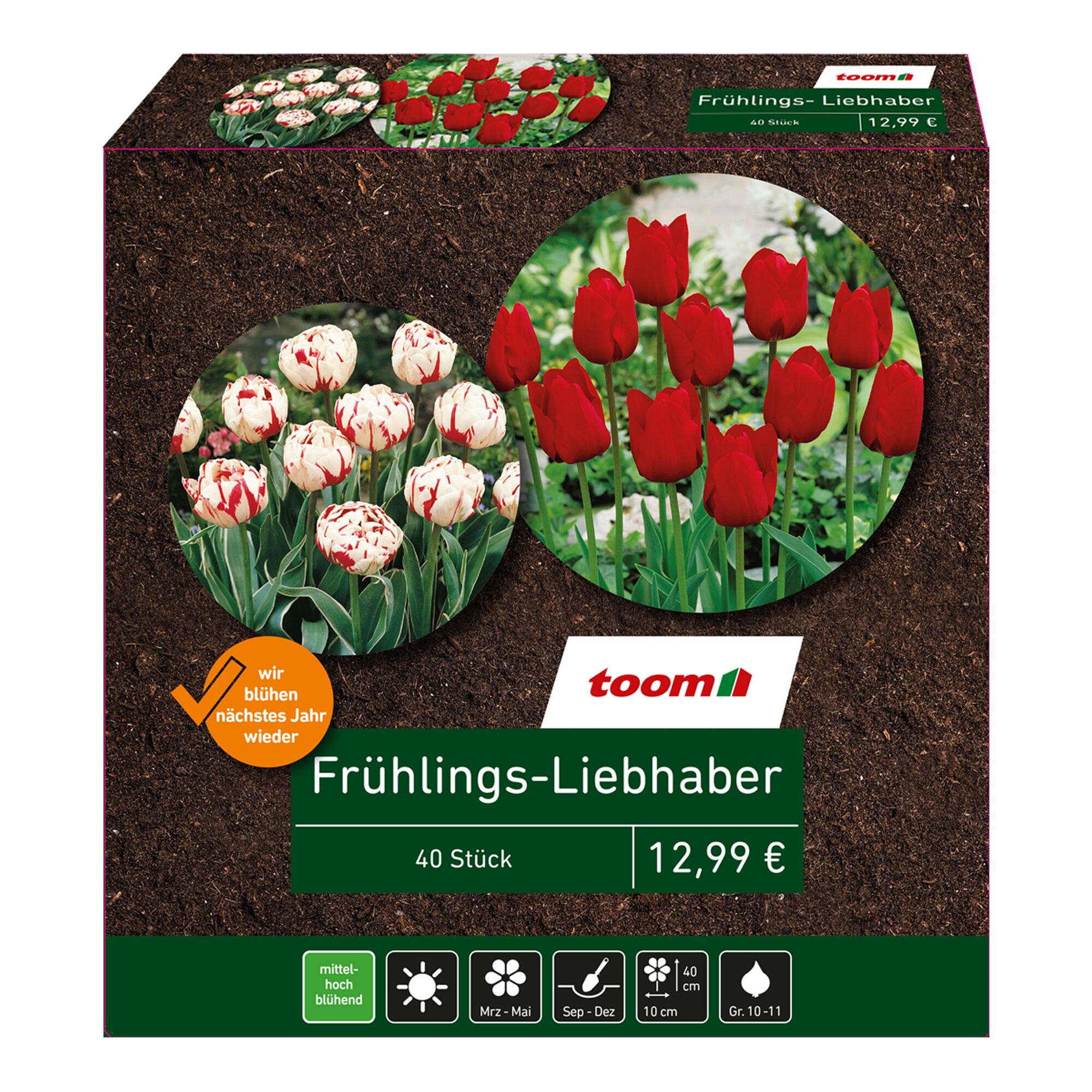 40 Tulpenzwiebeln, rot-weiß und rot, Frühlingsliebhaber