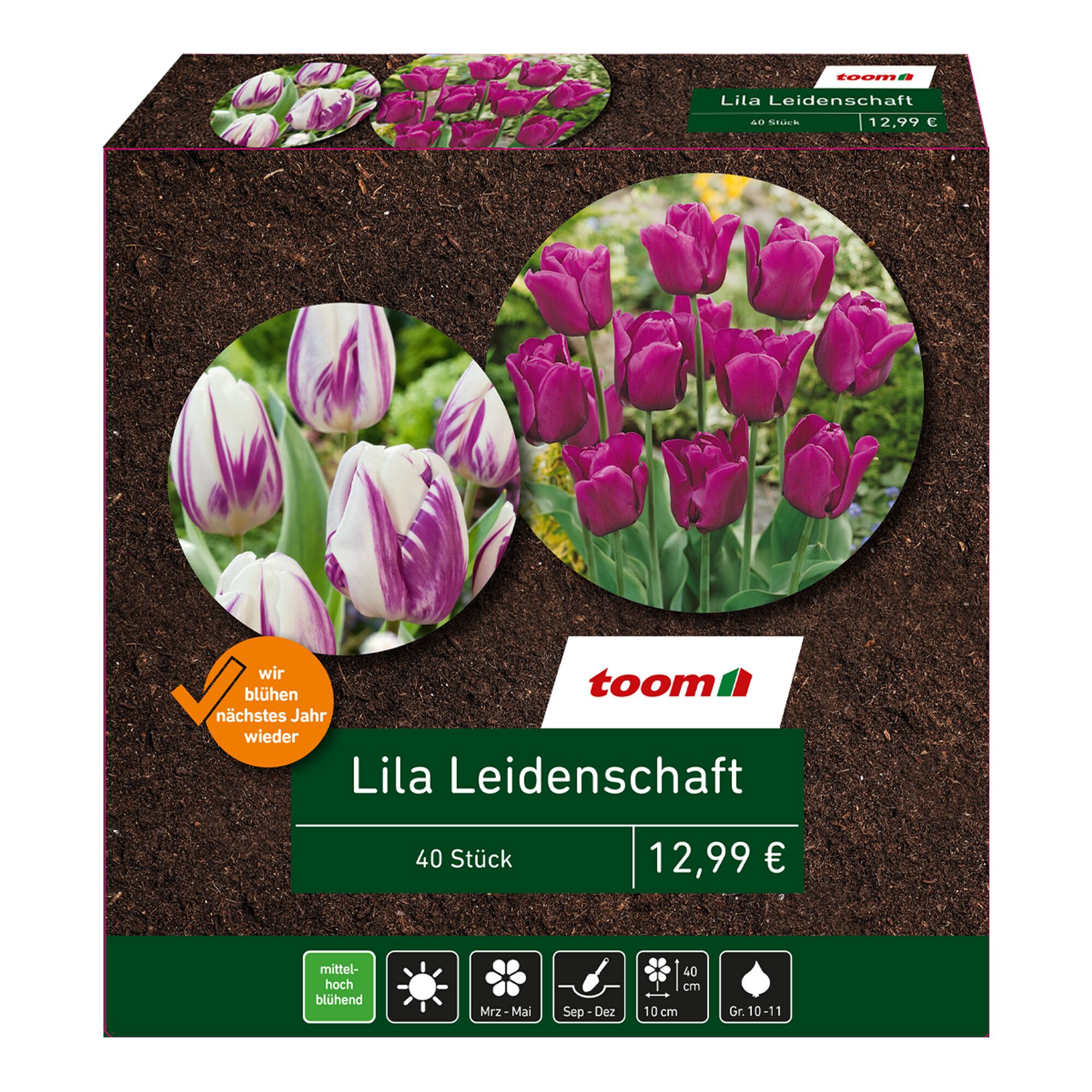 Lila Tulpenzwiebeln Lila Leidenschaft von toom