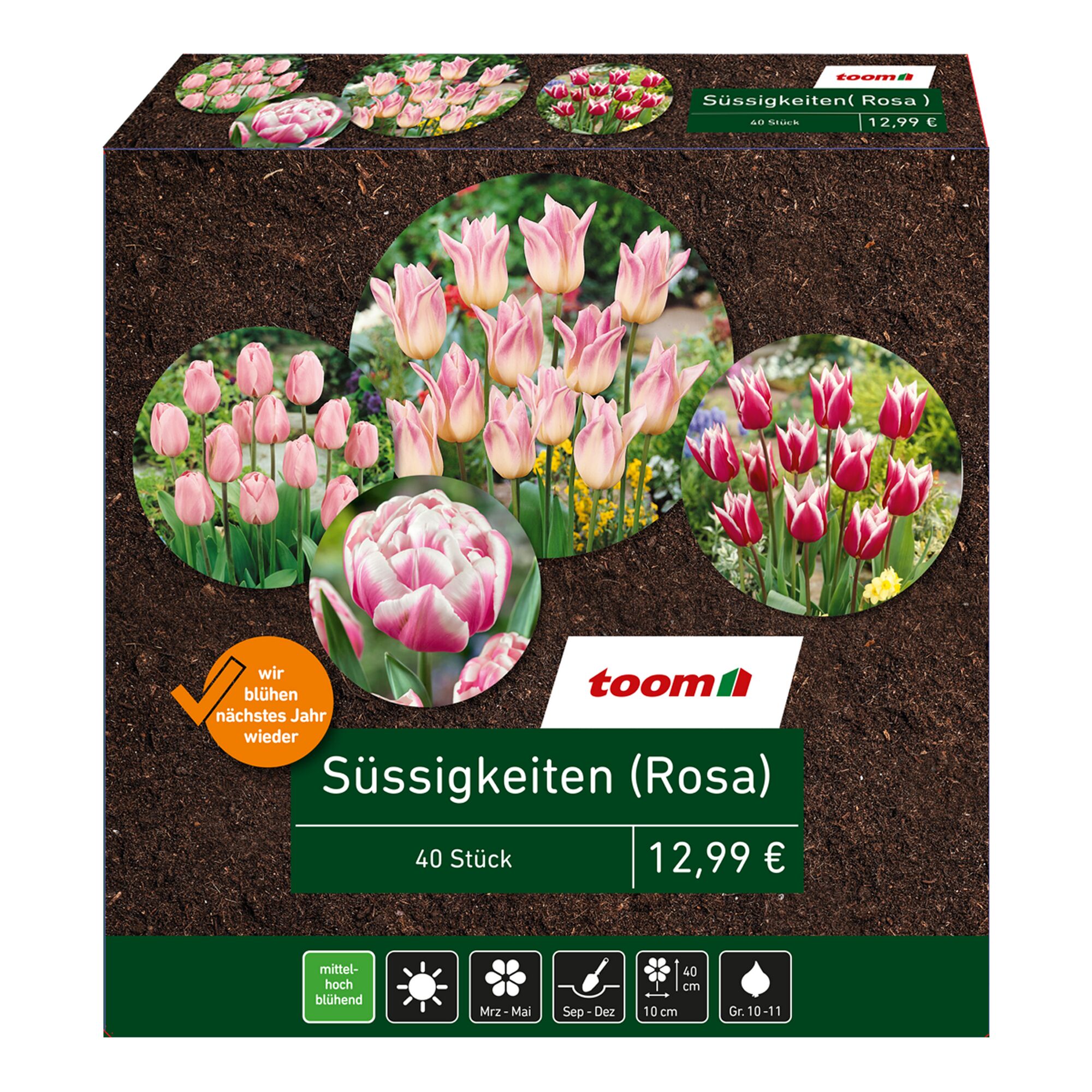 Tulpenzwiebeln rosa im Karton