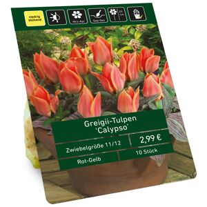 Tulpe 'Calypso' rot 10 Zwiebeln