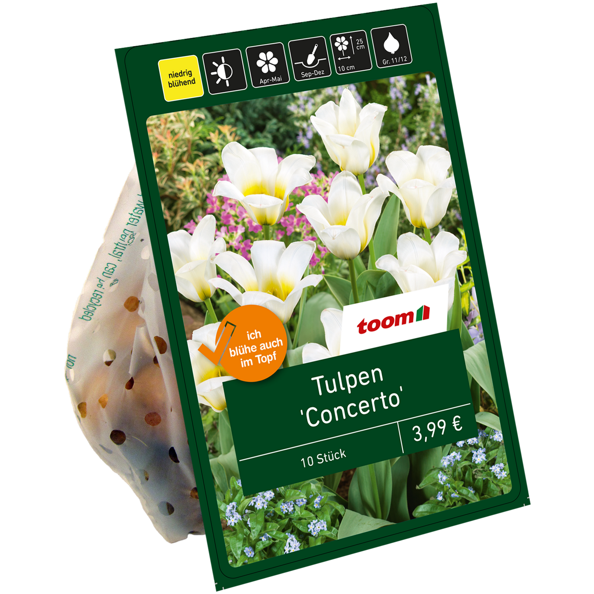 Tulpe 'Concerto' creme-gelb 10 Zwiebeln + product picture