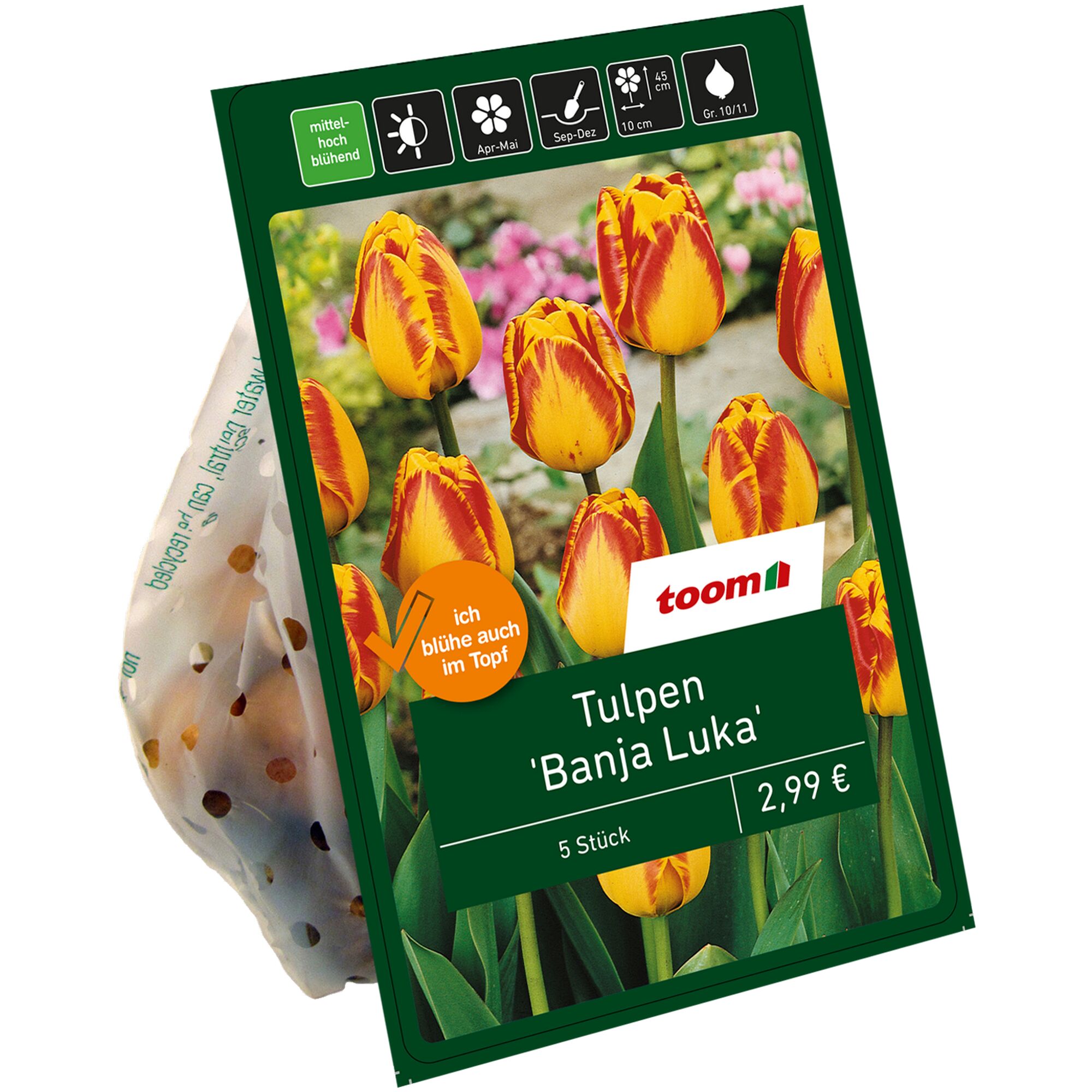 Tulpen 'Banja Luka', rot-gelb, fünf Stück