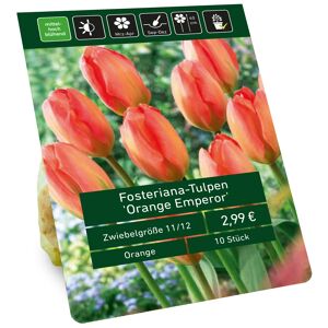 Tulpe 'Orange Emperor' orange-rot 10 Zwiebeln