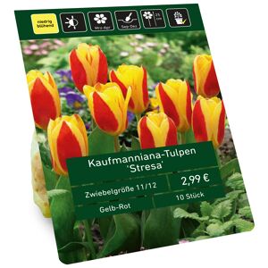 Tulpe 'Stresa' gelb-rot 10 Zwiebeln