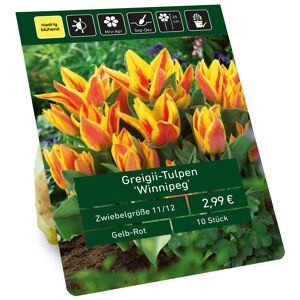 Tulpe 'Winnipeg' gelb-rot 10 Zwiebeln