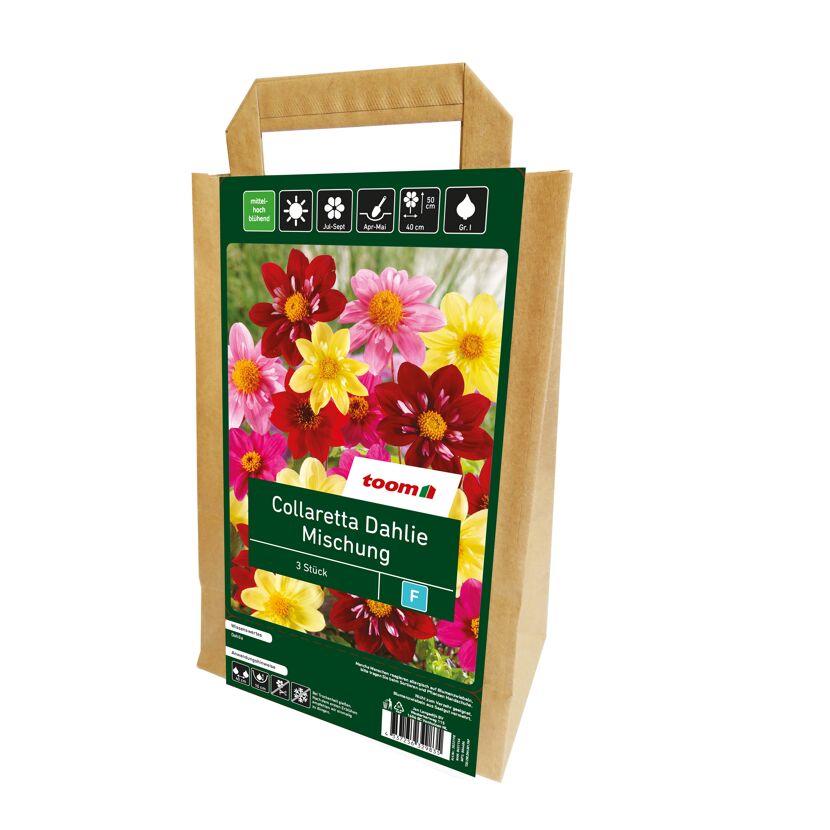 Dahlienmischung Collaretta in einer Papiertüte von toom