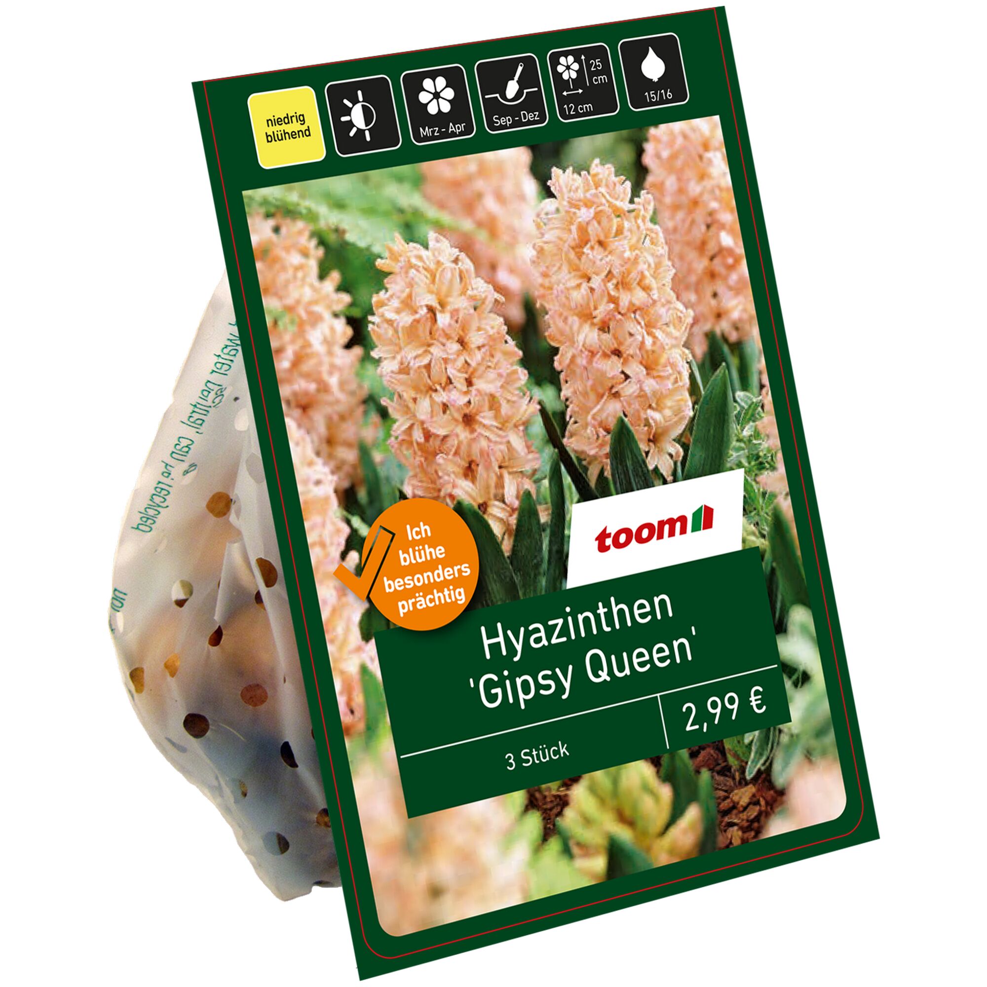 Drei Hyazinthen 'Gipsy Queen' in Verpackung