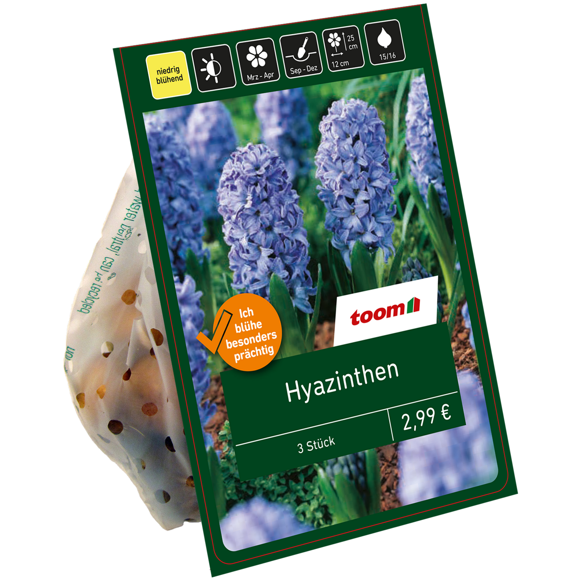 Hyazinthe blau 3 Zwiebeln + product picture