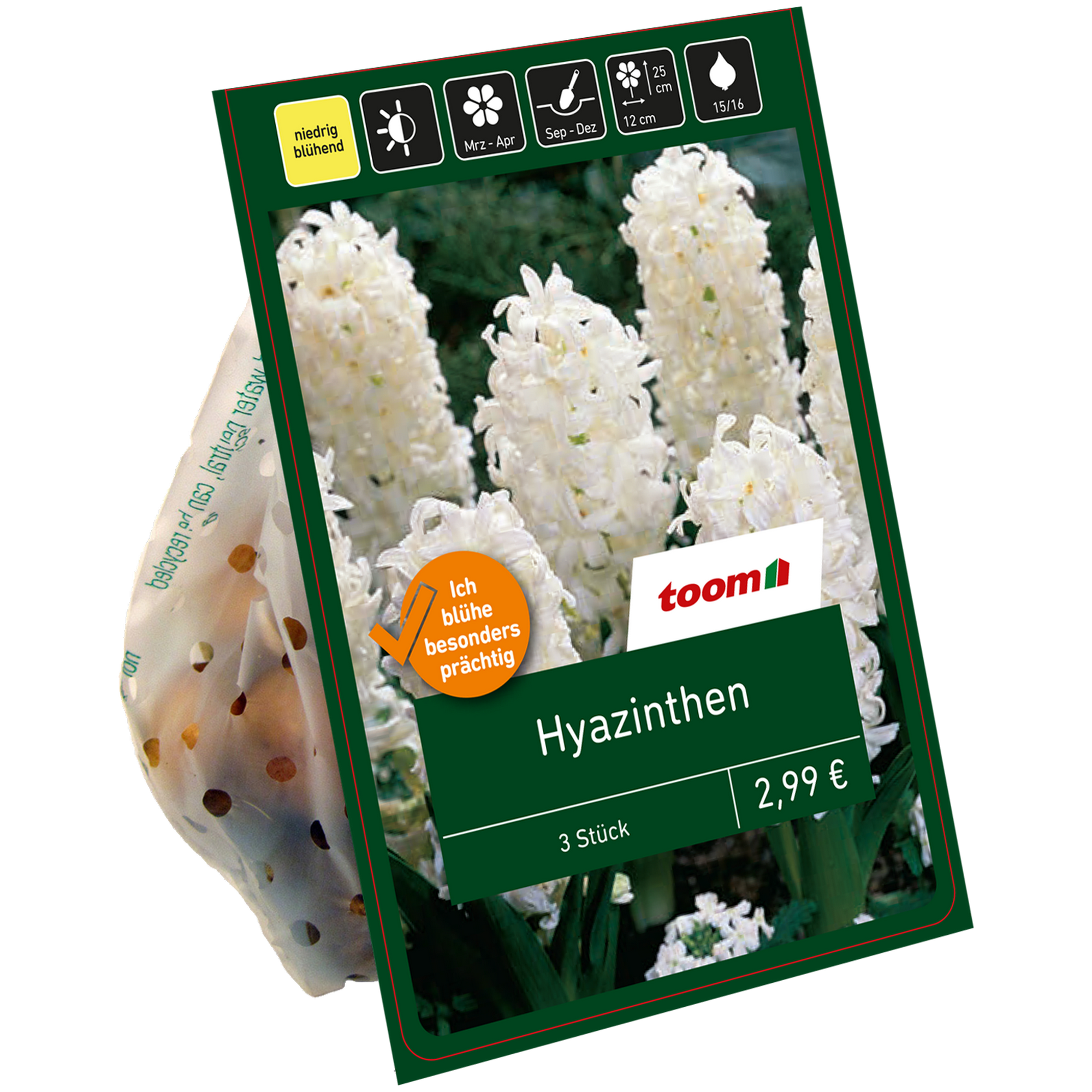 Hyazinthe weiß 3 Zwiebeln + product picture