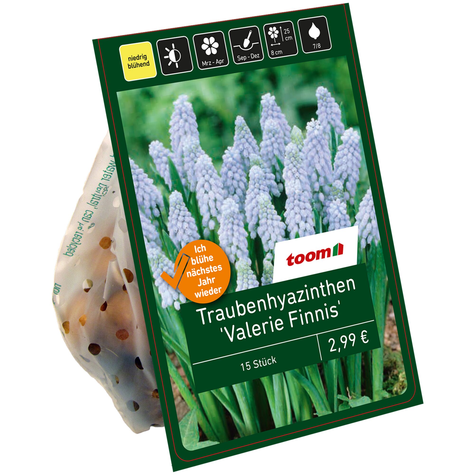 Traubenhyazinthen 'Valerie Finnis', 15 Stück