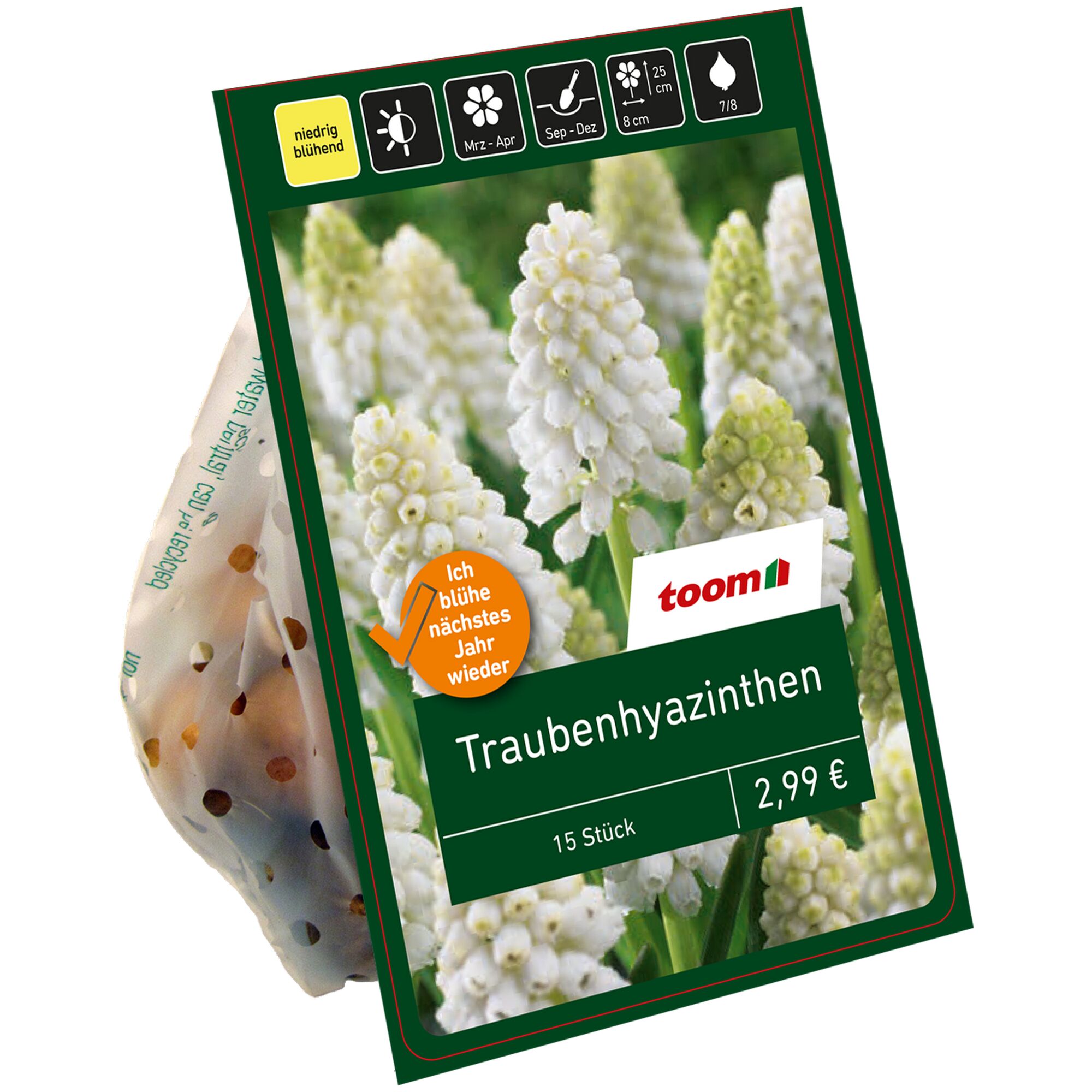 Verpackung mit 15 weißen Traubenhyazinthen