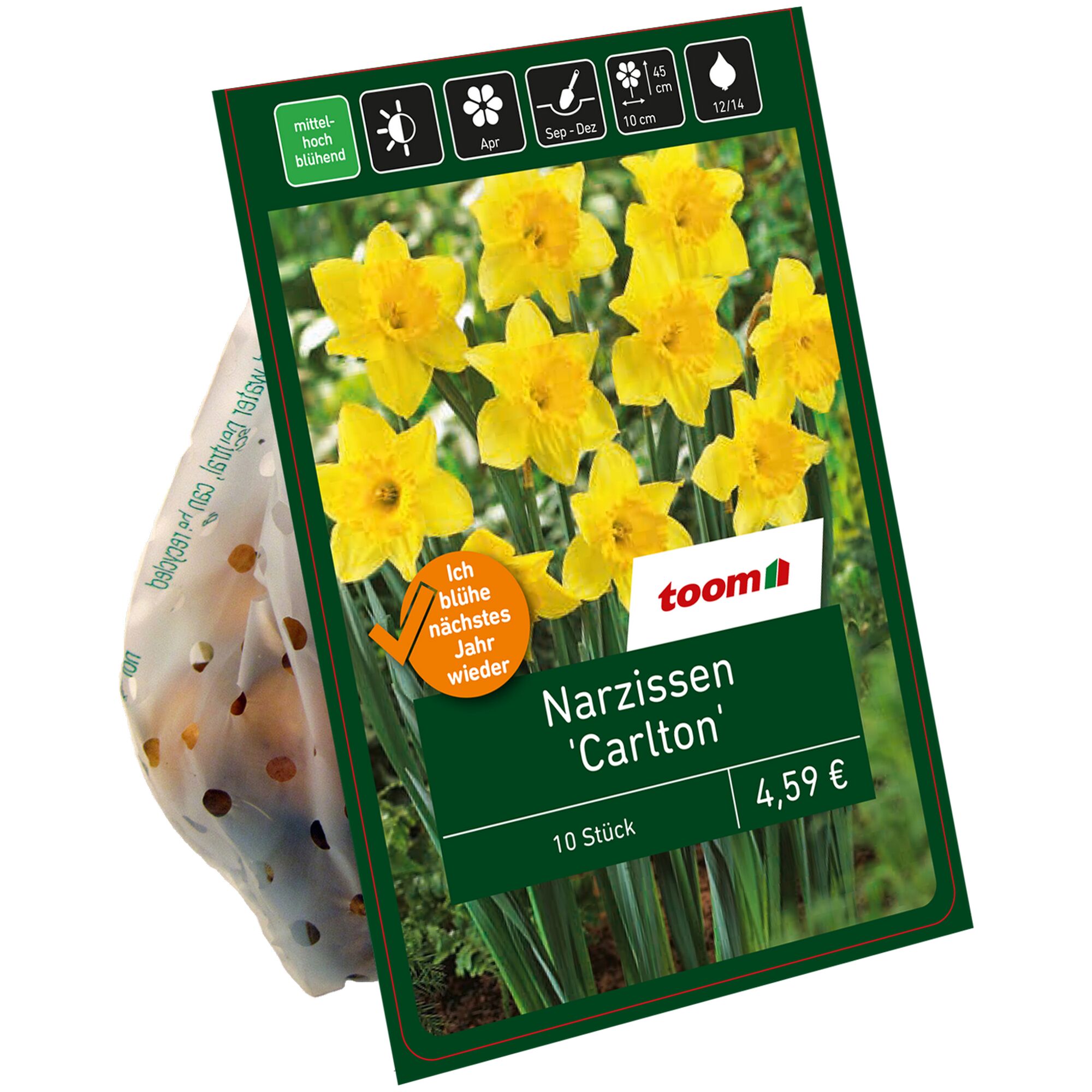 Verpackung mit 10 gelben Narzissen 'Carlton'