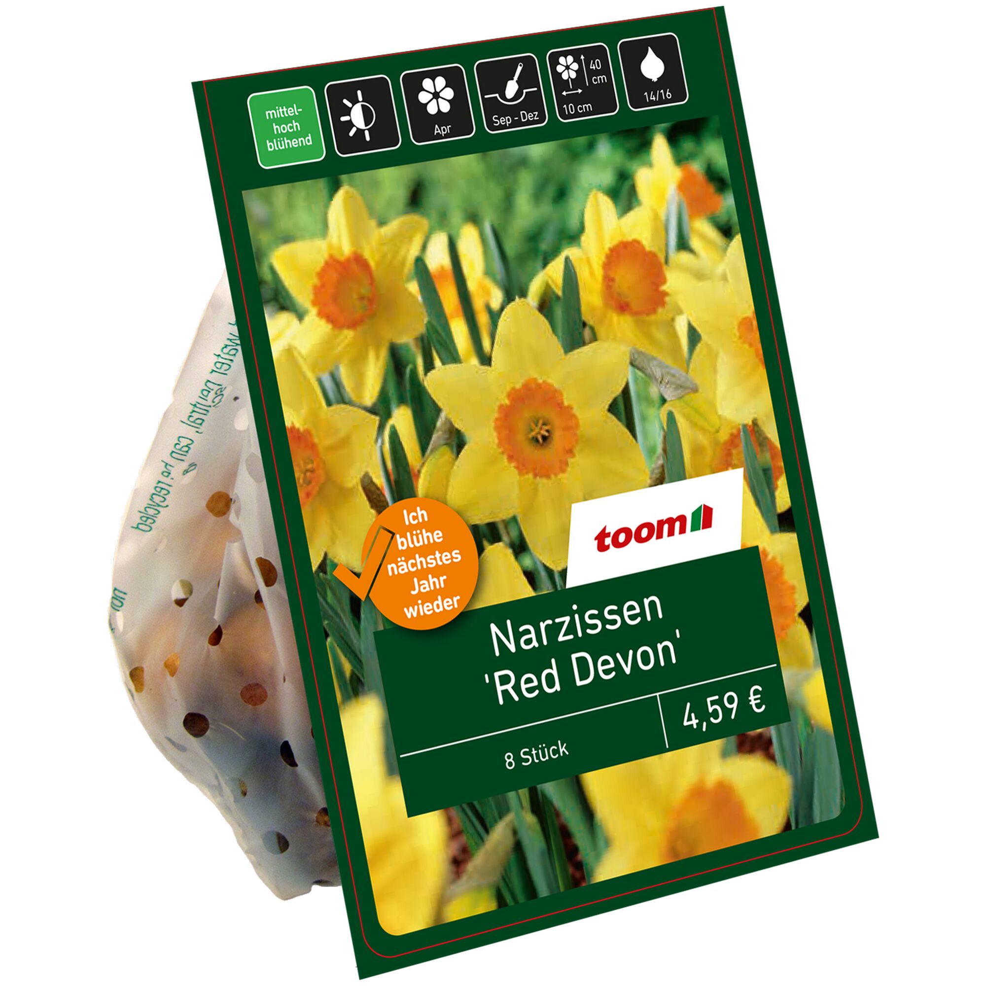 Gelbe Narzissen 'Red Devon', 8 Stück