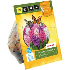 Hyazinthen-Mix 'Blütentraum' 10 Zwiebeln