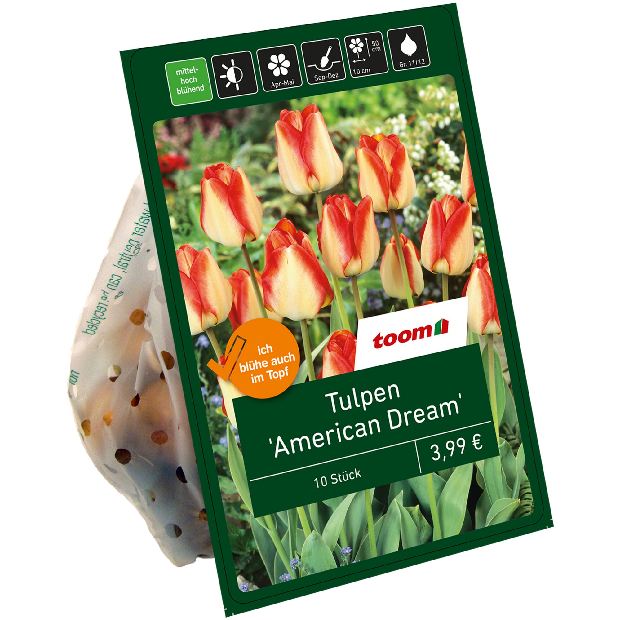 Tulpen 'American Dream', rot-gelb, 10 Stück