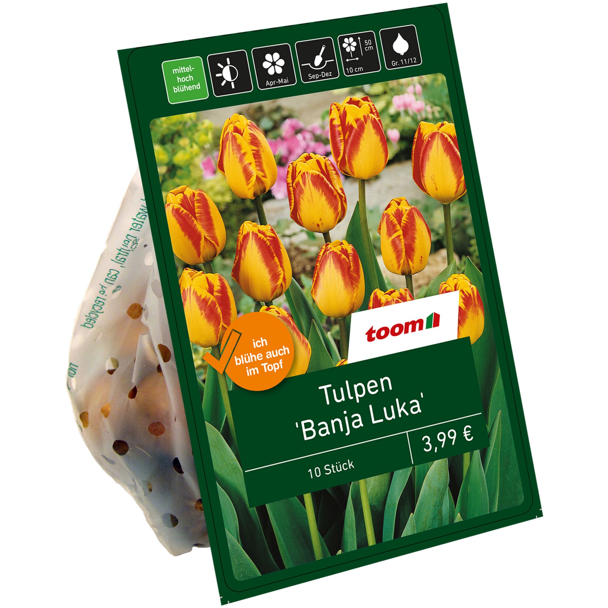Tulpen 'Banja Luka', rot-gelb, 10 Stück