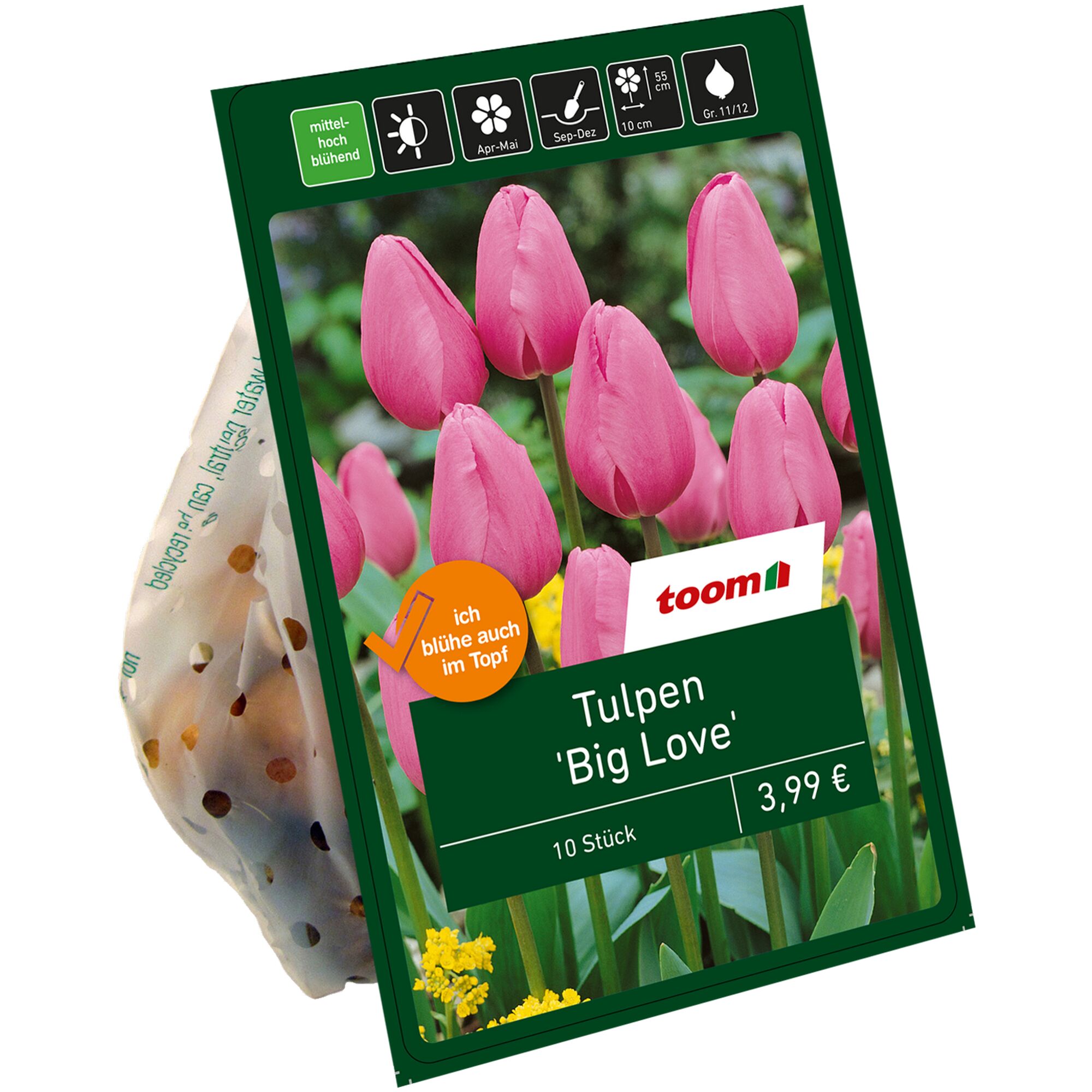 Tulpen 'Big Love', 10 Stück, Toom