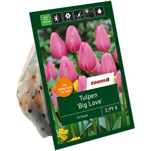 Tulpe 'Big Love' pink 10 Zwiebeln