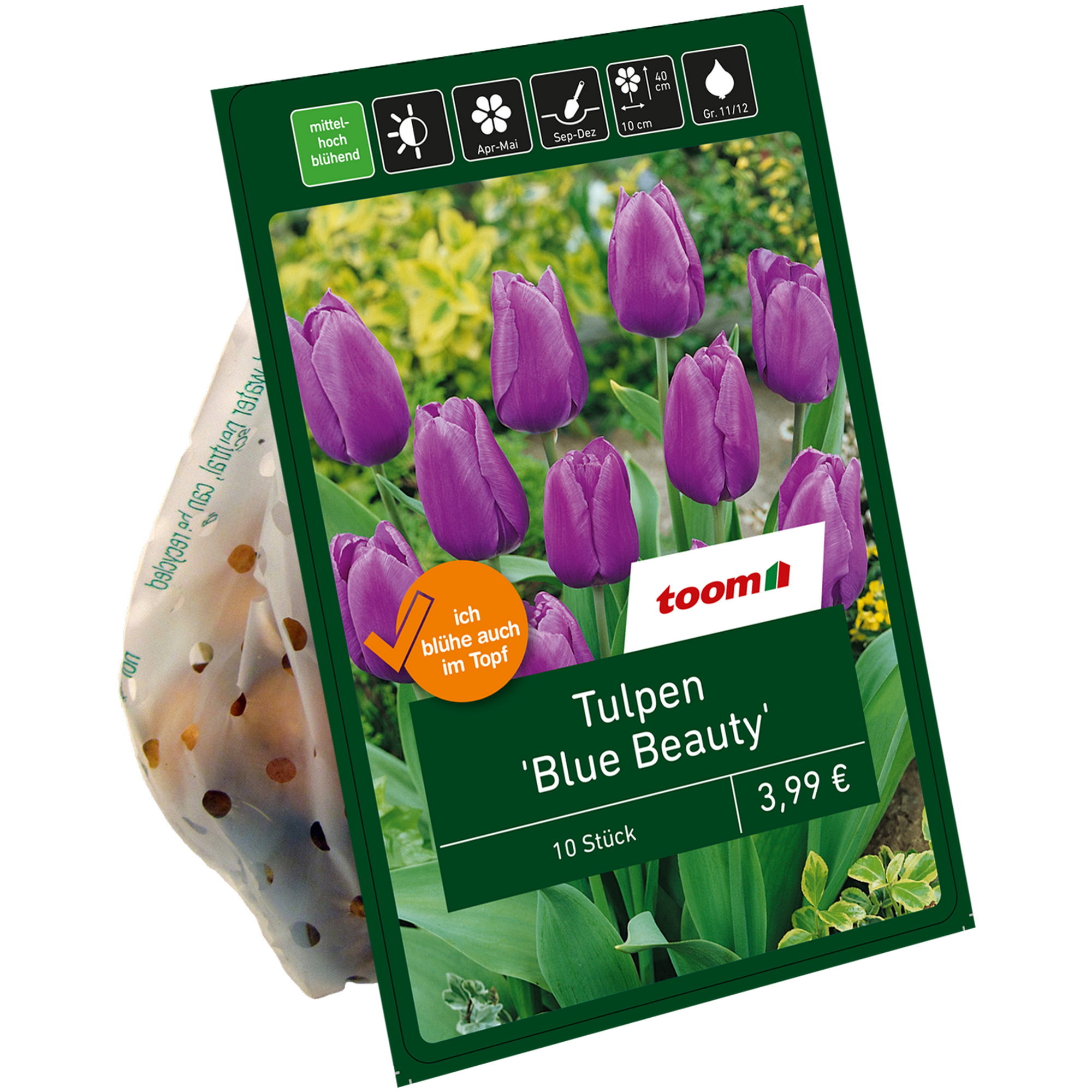 Tulpe 'Blue Beauty' violett 10 Zwiebeln + product picture