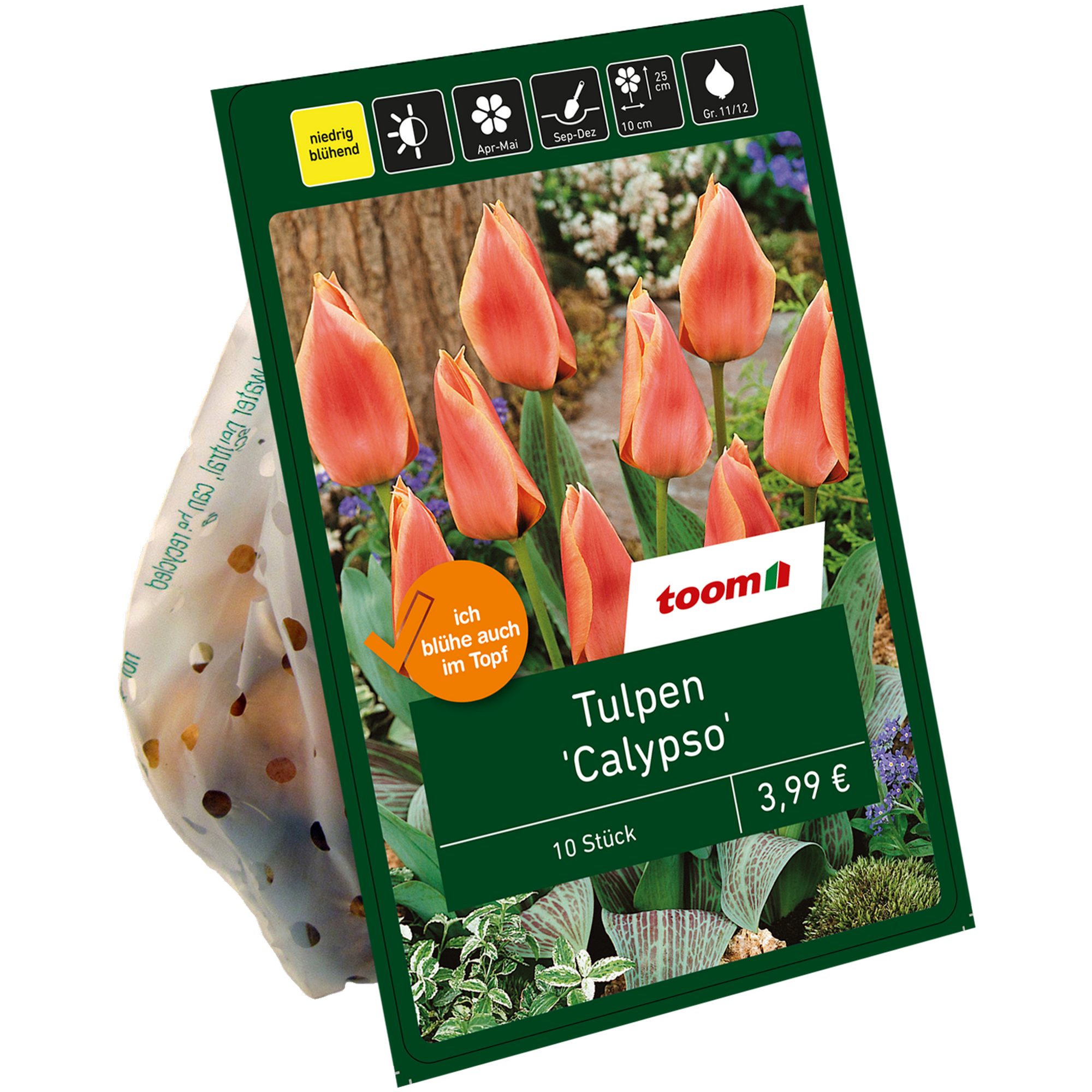 Tulpe 'Calypso' rot/gelb 10 Zwiebeln + product picture