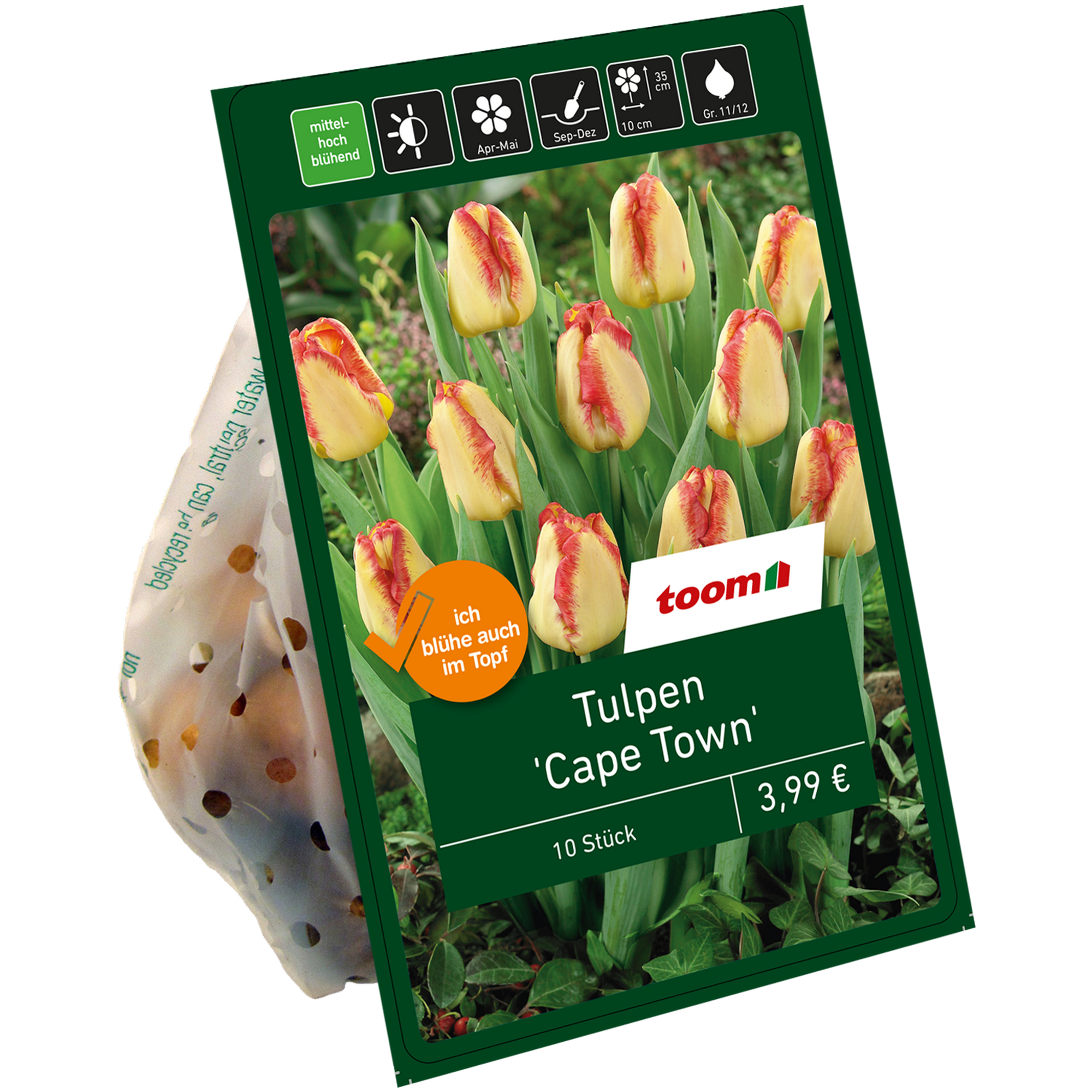 Tulpe 'Cape Town' rot/gelb 10 Zwiebeln + product picture