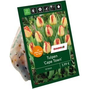 Tulpe 'Cape Town' rot/gelb 10 Zwiebeln