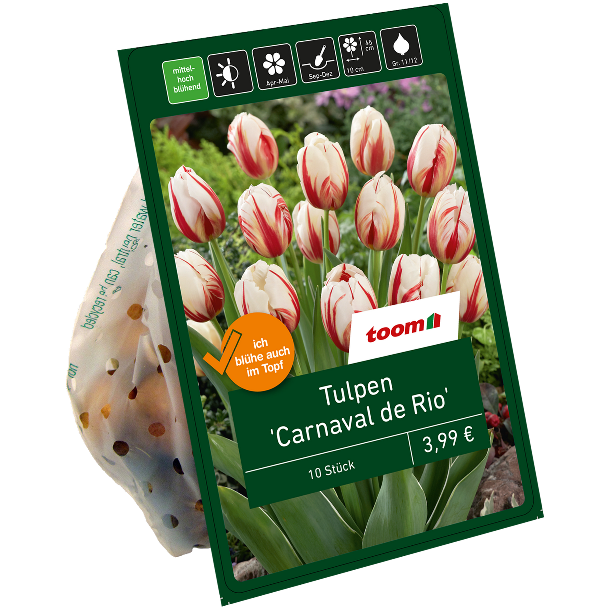 Tulpe 'Carnaval de Rio' weiß/rot 10 Zwiebeln + product picture