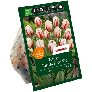 Tulpe 'Carnaval de Rio' weiß/rot 10 Zwiebeln