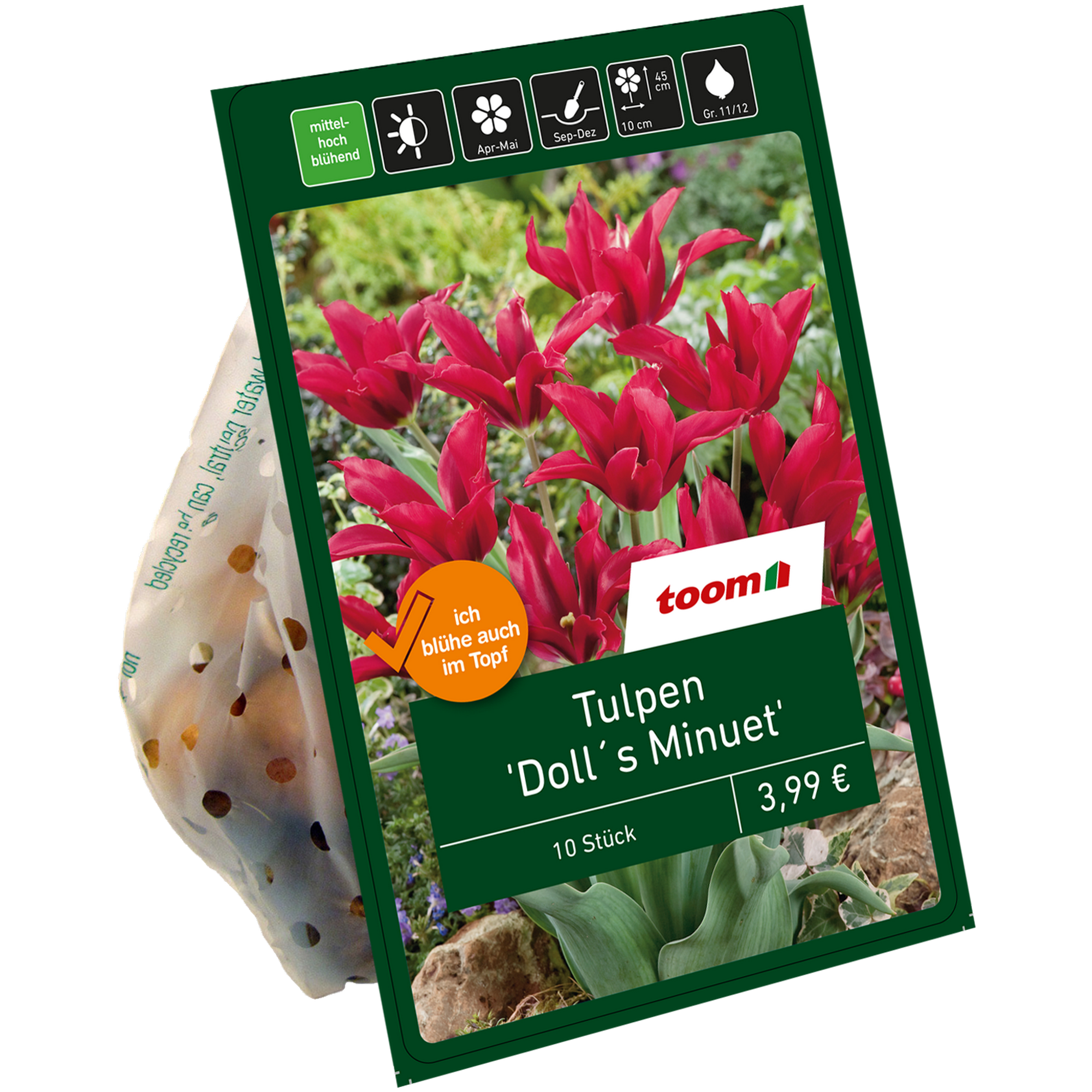 Tulpe 'Doll's Minuet' dunkelrot 10 Zwiebeln + product picture