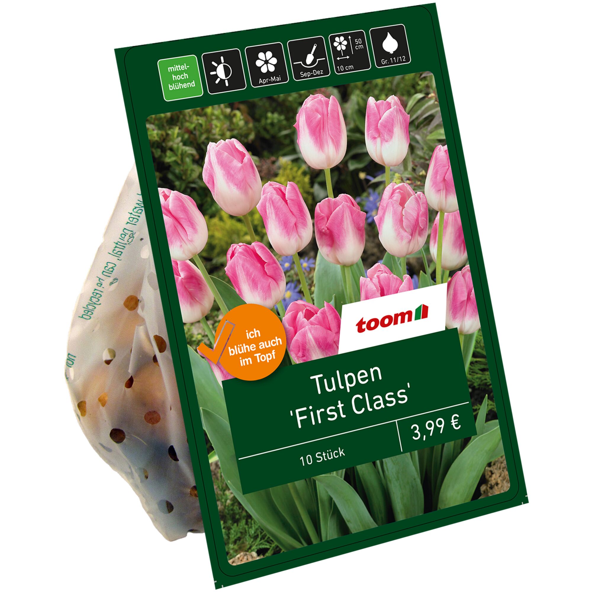 Tulpensorte 'First Class' rosa-weiß, 10 Stück