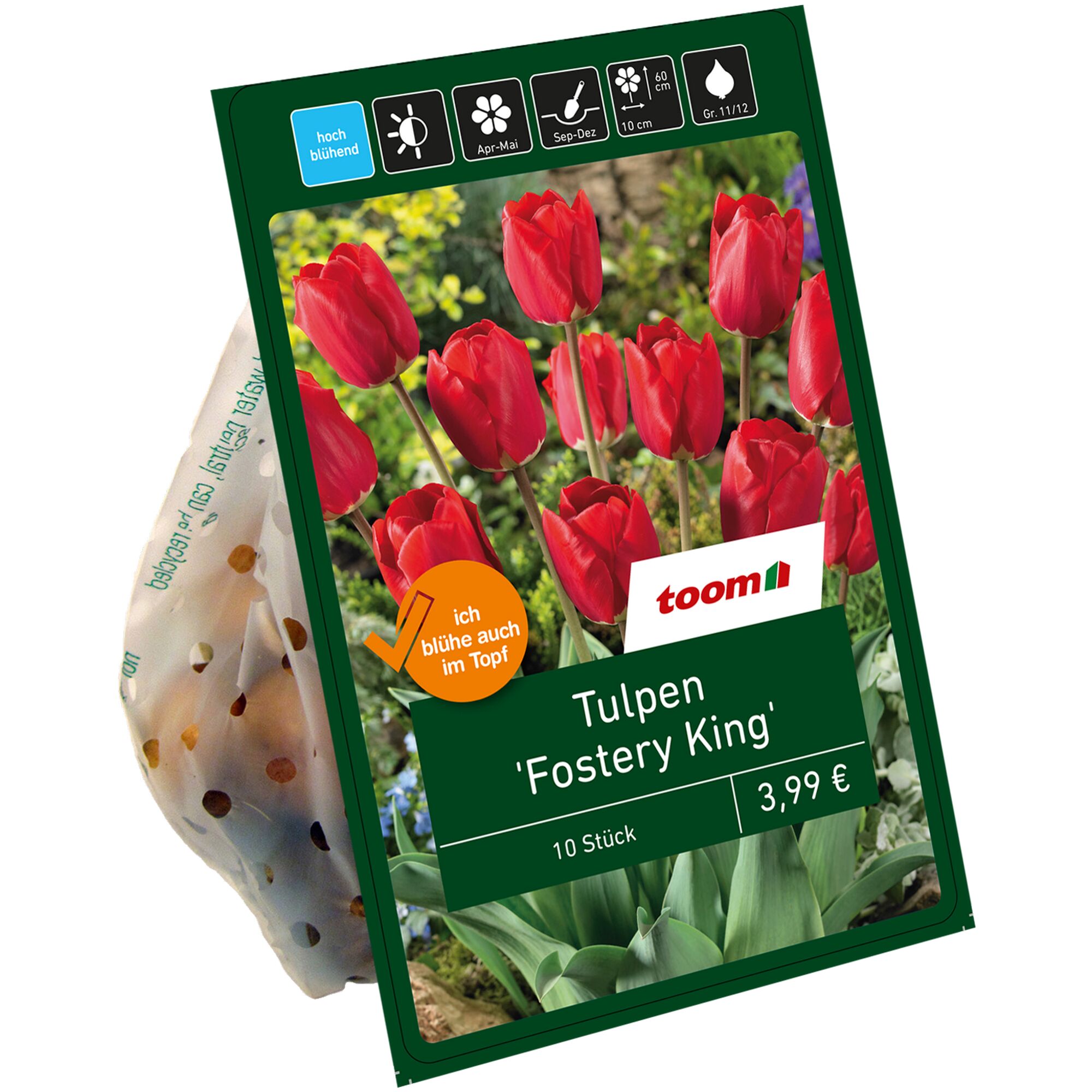 Tüte mit 10 Stück Tulpen Fostery King rot