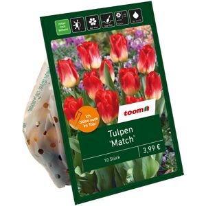 Tulpe 'Match' rot/gelb 10 Zwiebeln