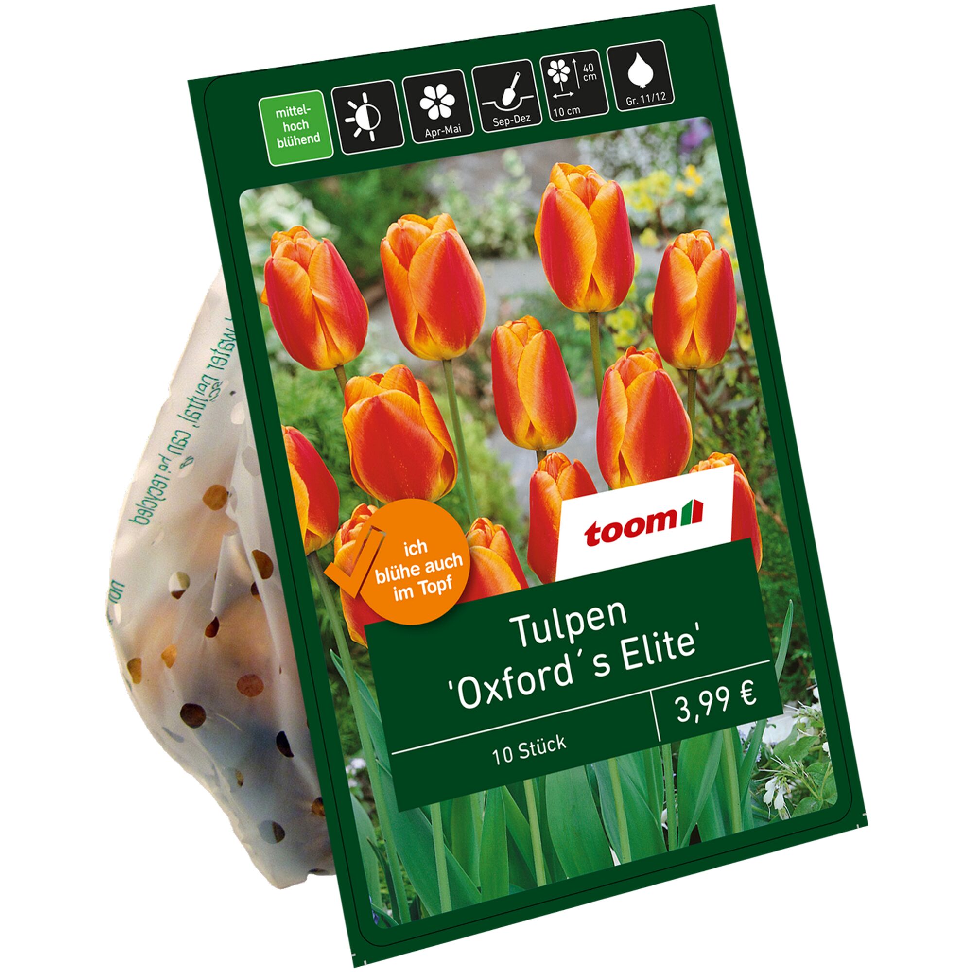 Verpackung mit rot-gelben Tulpen 'Oxford's Elite'