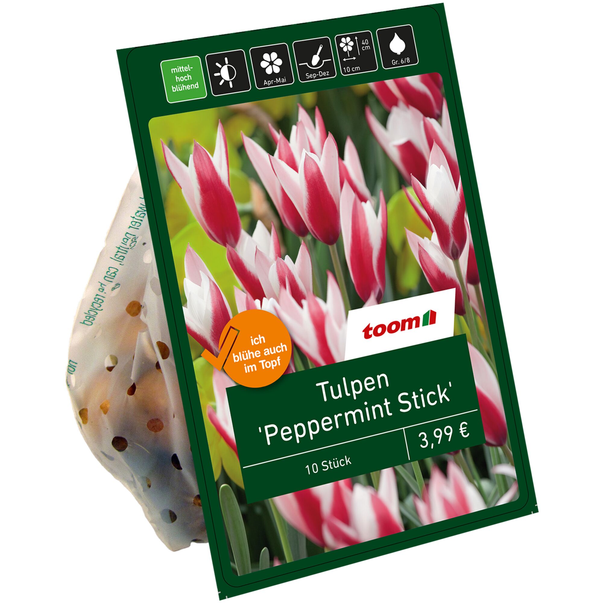Tulpen 'Peppermint Stick', 10 Stück, toom