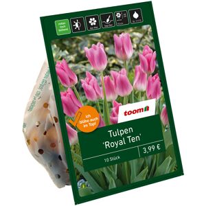 Tulpe 'Royal Ten' pink 10 Zwiebeln