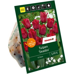 Tulpe 'Seadov' rot 10 Zwiebeln