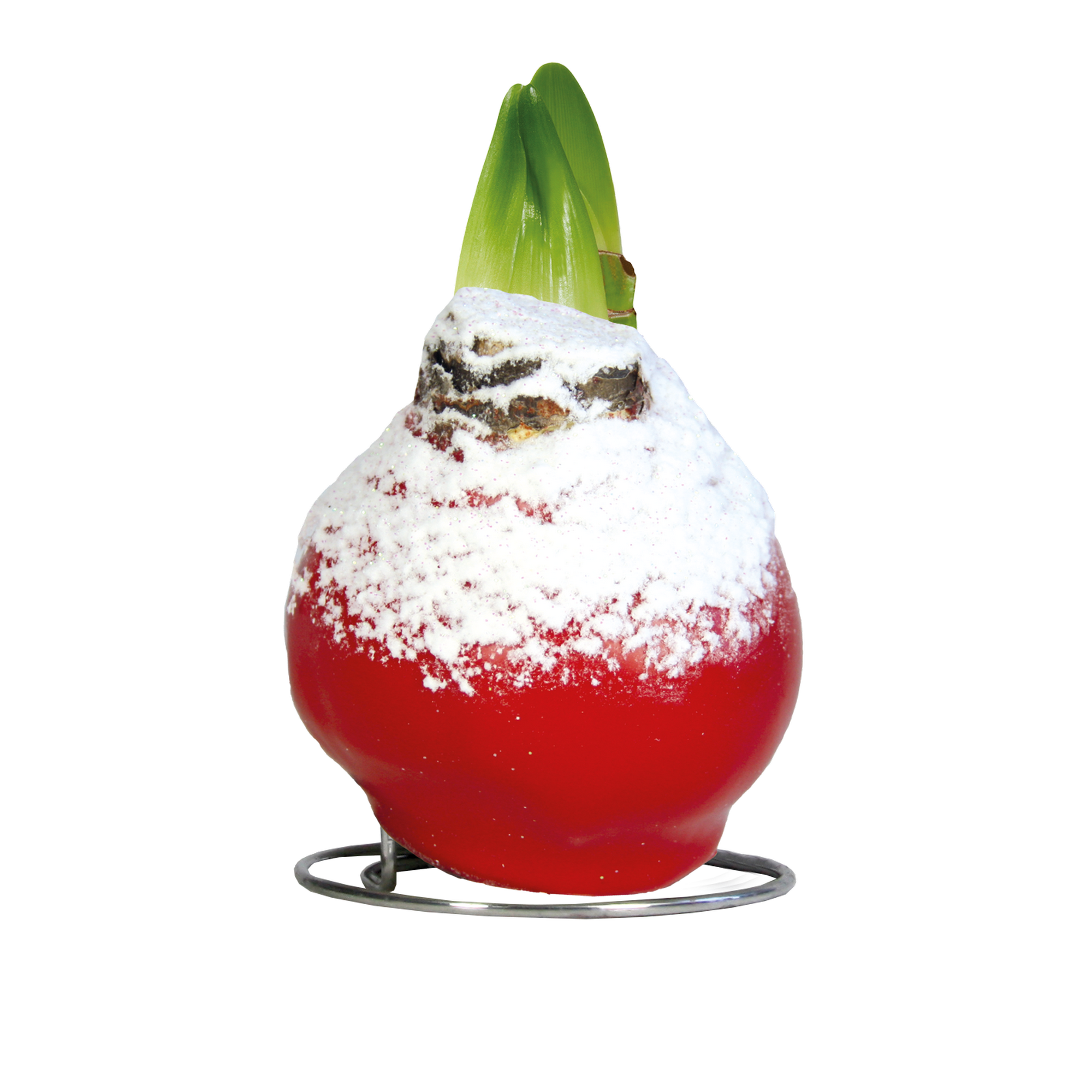 Amaryllis gewachst mit Schnee verschiedene Farben