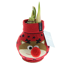 Amaryllis gewachst im Söckchen 'Rentier'