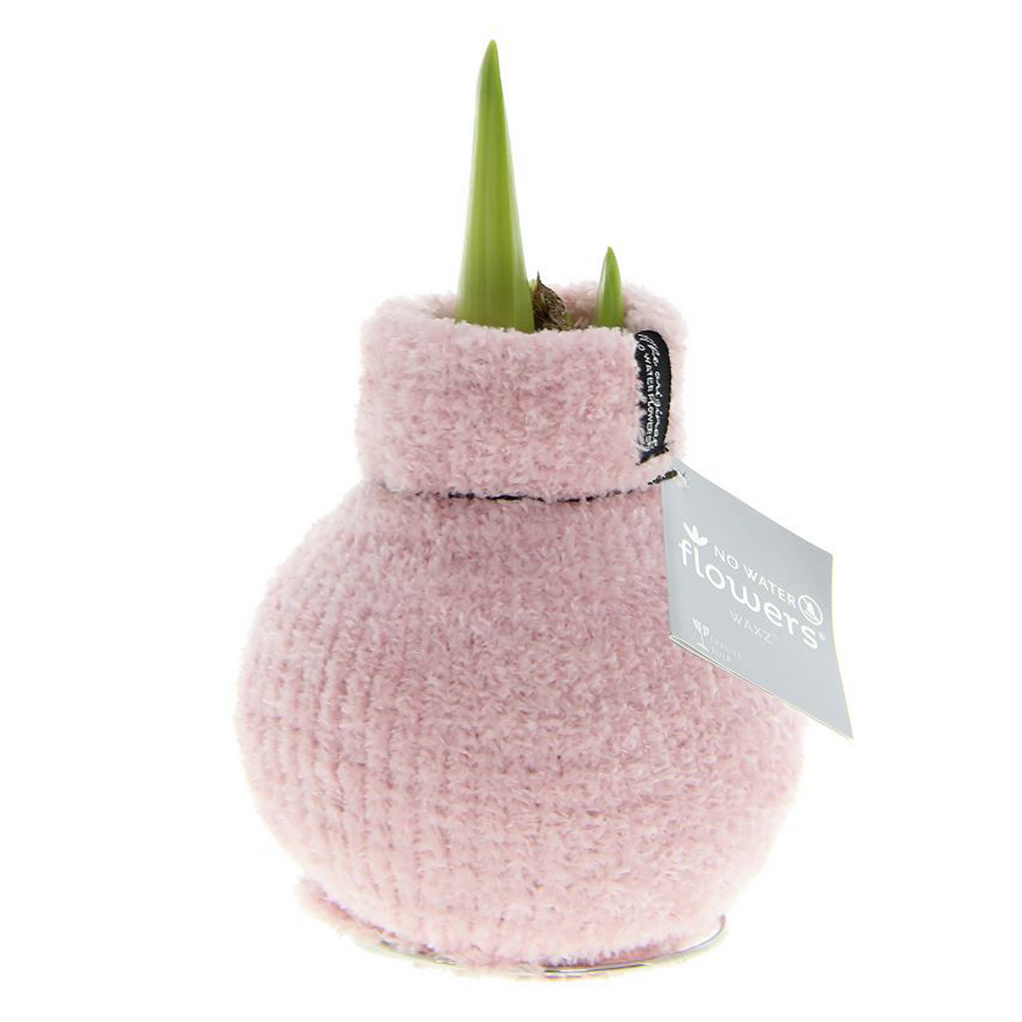 Amaryllis gewachst im Söckchen 'Cozy Fluffy' rosa + product picture
