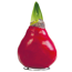 Amaryllis gewachst rot