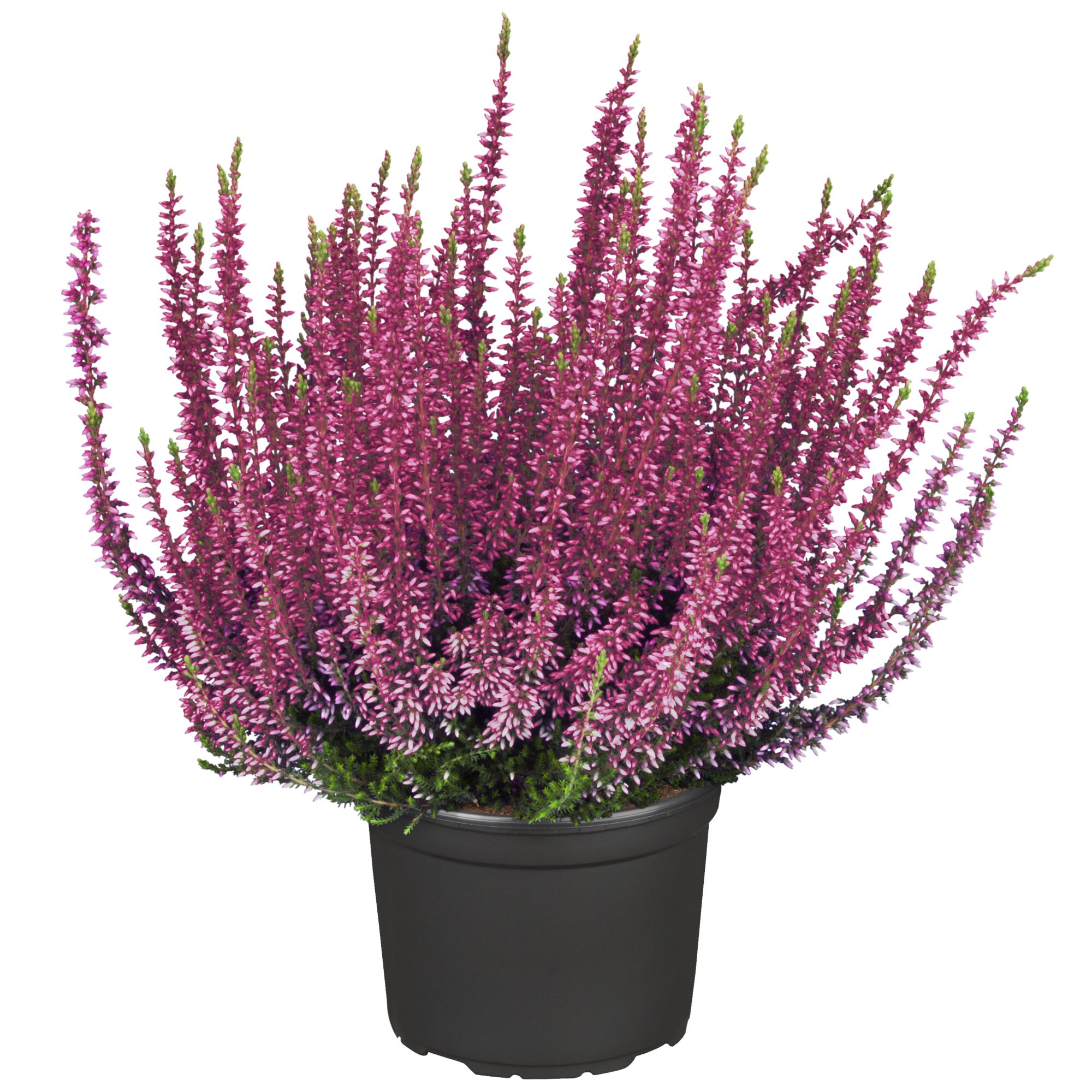 Lila Knospenheide im Topf