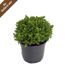 Hebe Mix Green Boy im schwarzen Topf