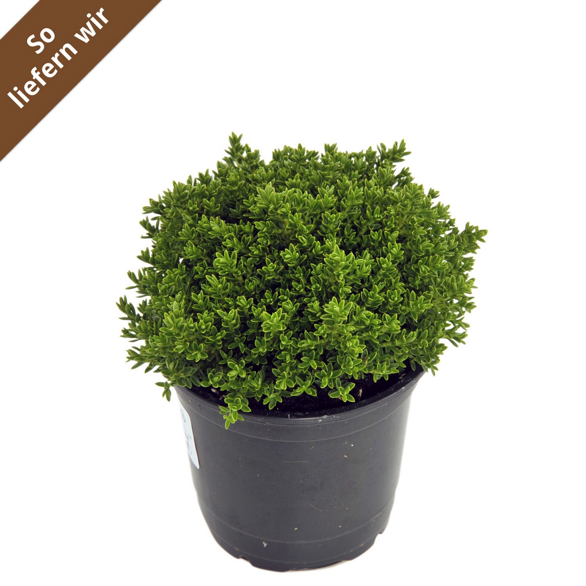 Hebe Mix Green Boy im schwarzen Topf