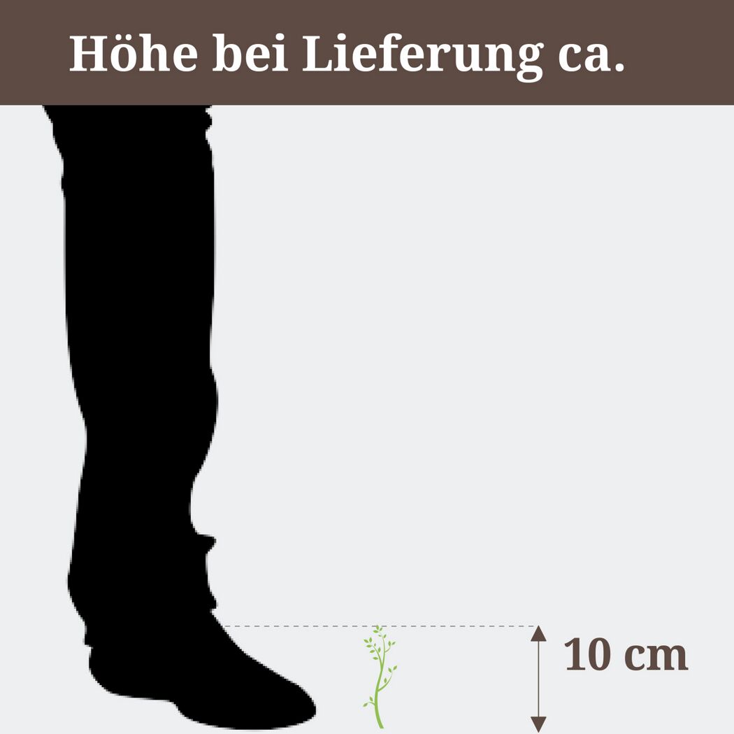 Pflanze mit einer Höhe von 10 cm