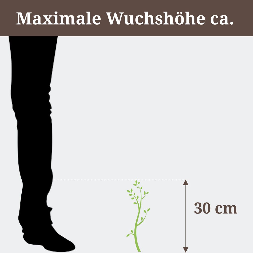 Person steht neben einer Pflanze, die 30 cm hoch ist.