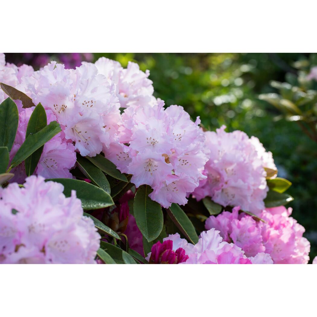 Rosa Azaleenblüten mit grünen Blättern