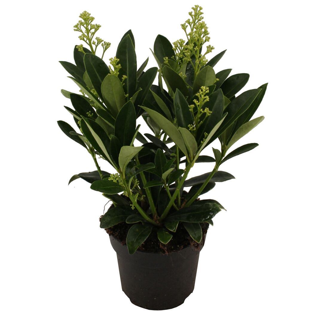 Skimmia Fragrans im Topf