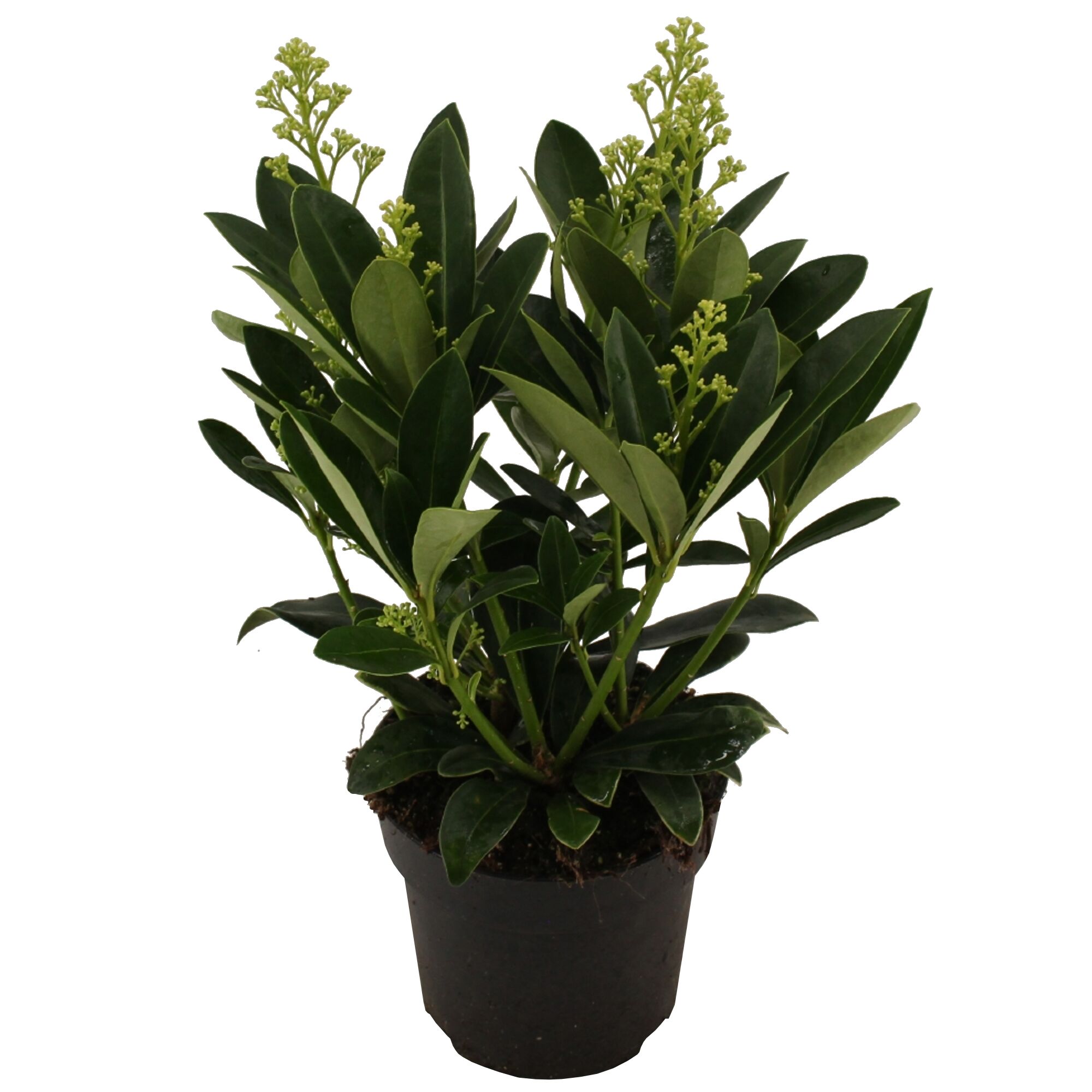 Skimmia Fragrans im Topf