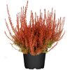 Knospenheide gefärbt Mix 11 cm Topf