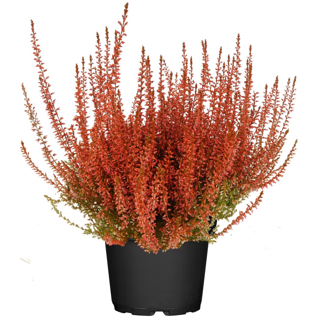 Knospenheide gefärbt Mix 11 cm Topf
